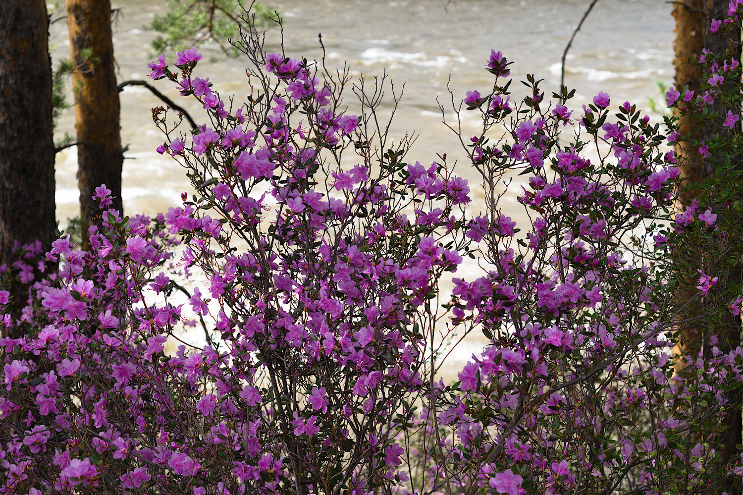 Тур по цветущему Алтаю с трекингами налегке (13/39)