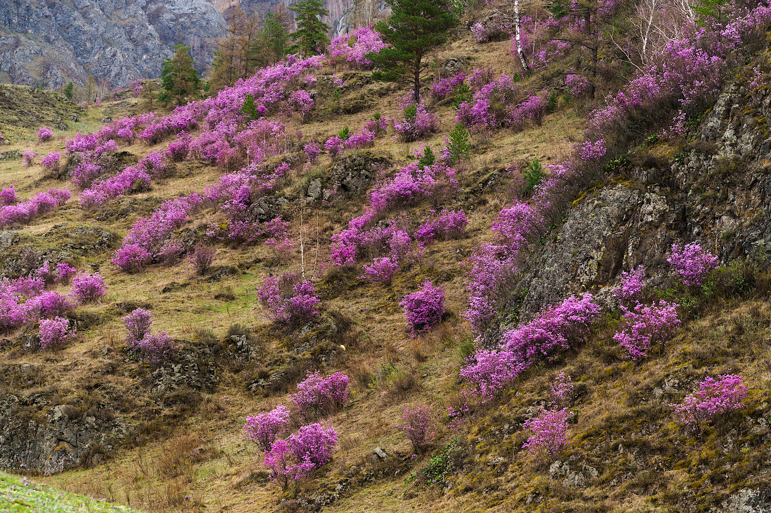 Тур по цветущему Алтаю с трекингами налегке (12/39)