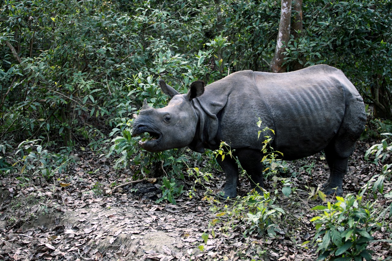 Непал. Культура и Гималаи. (8/8)