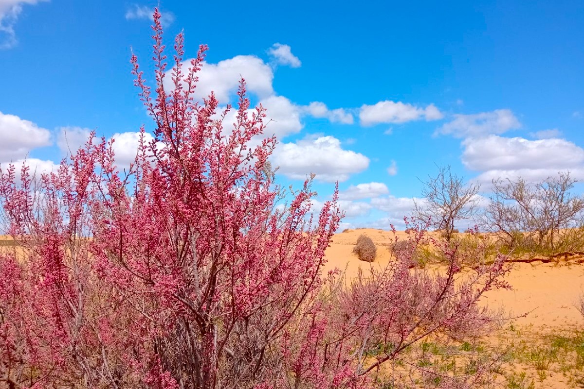 Два степных заповедника и уникальная Калмыкия (26/43)