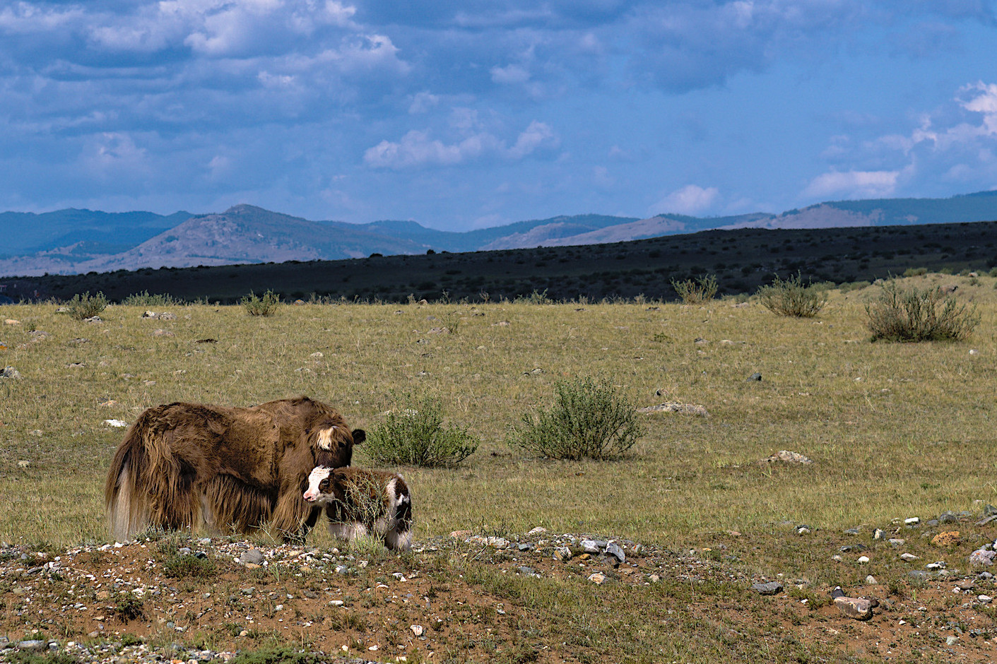 На земле снежного барса. Дикий Алтай (11/39)