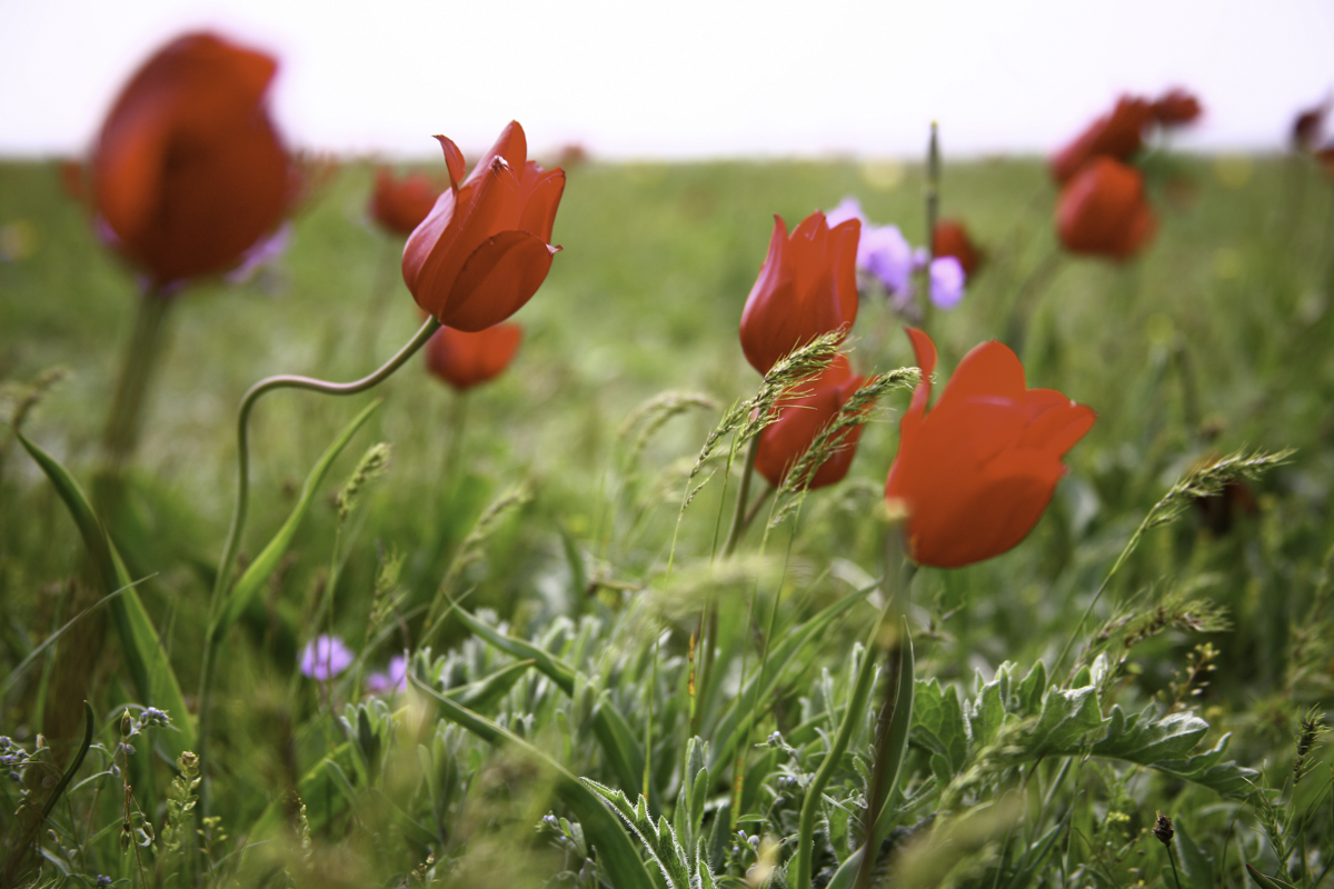 Два степных заповедника и уникальная Калмыкия (39/43)