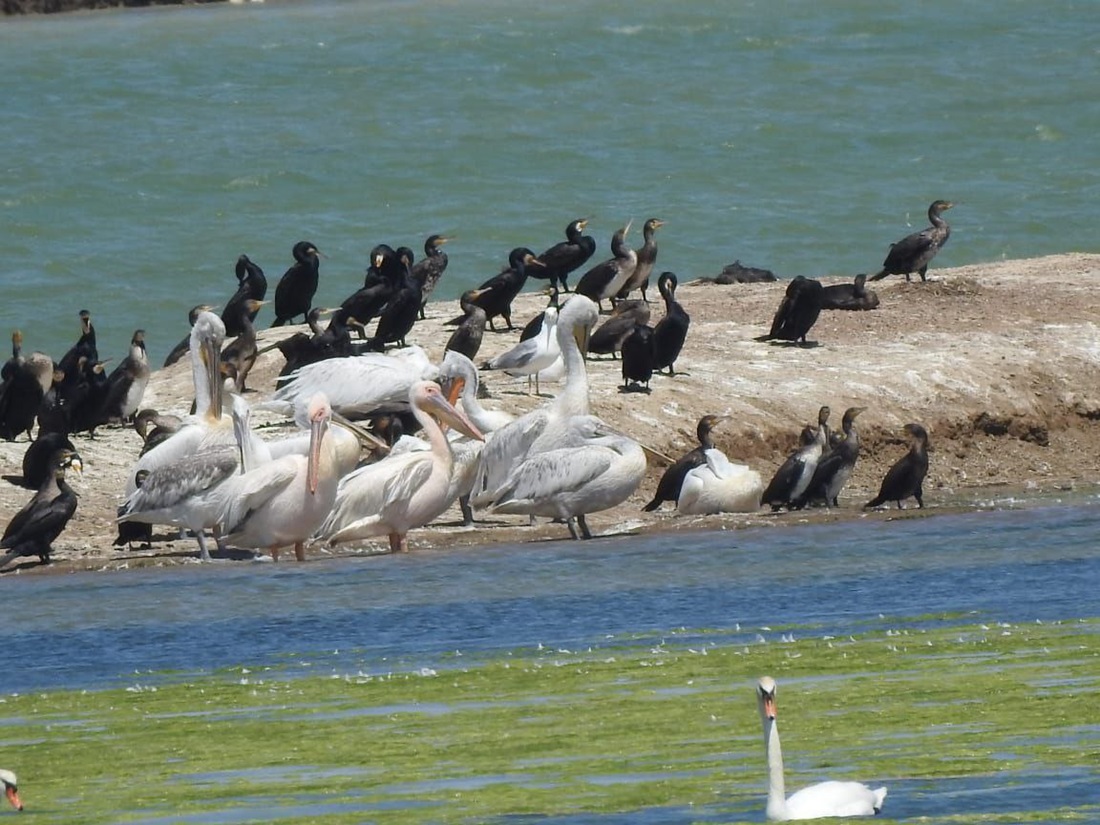 Два степных заповедника и уникальная Калмыкия (21/43)