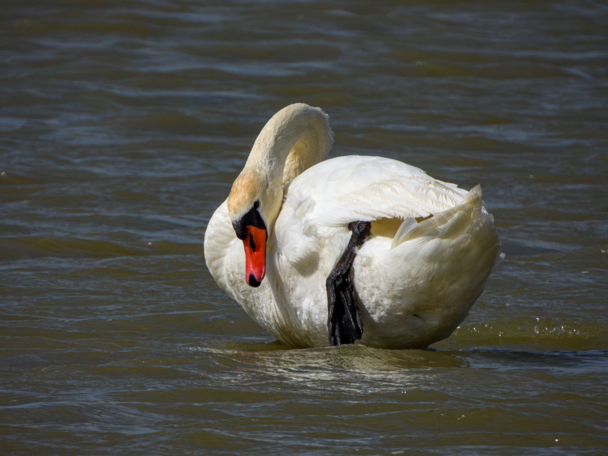 Два степных заповедника и уникальная Калмыкия (33/43)