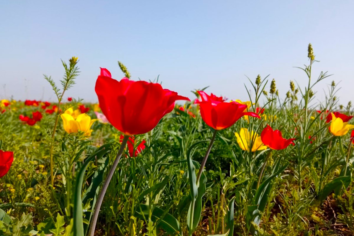 Два степных заповедника и уникальная Калмыкия (34/43)
