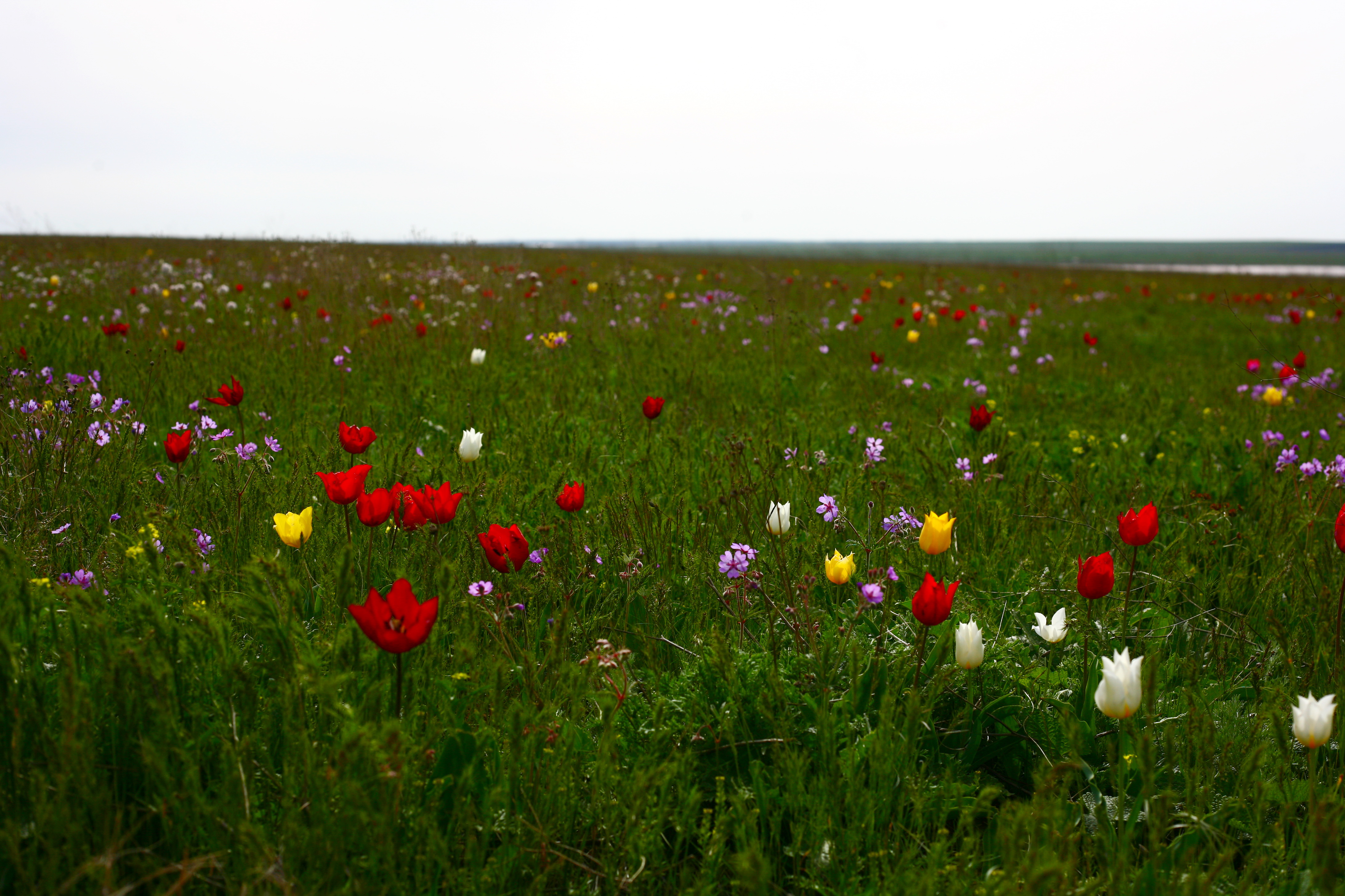 Два степных заповедника и уникальная Калмыкия (41/43)
