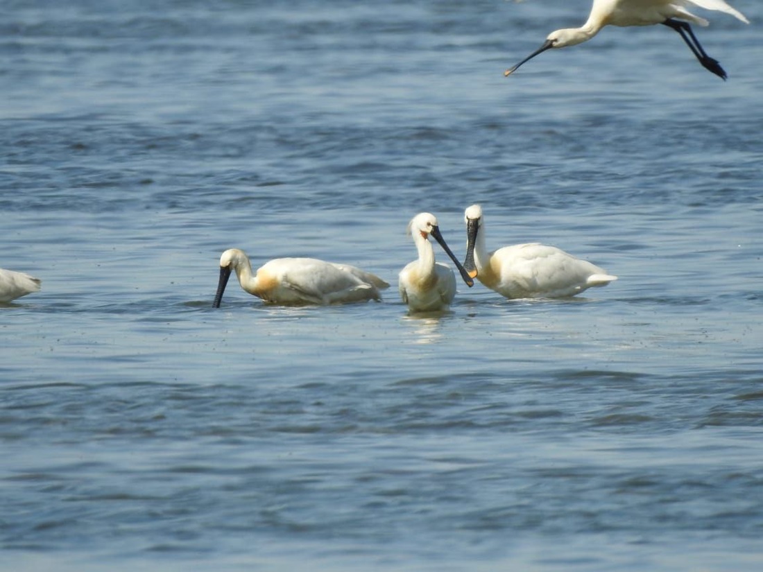 Два степных заповедника и уникальная Калмыкия (30/43)