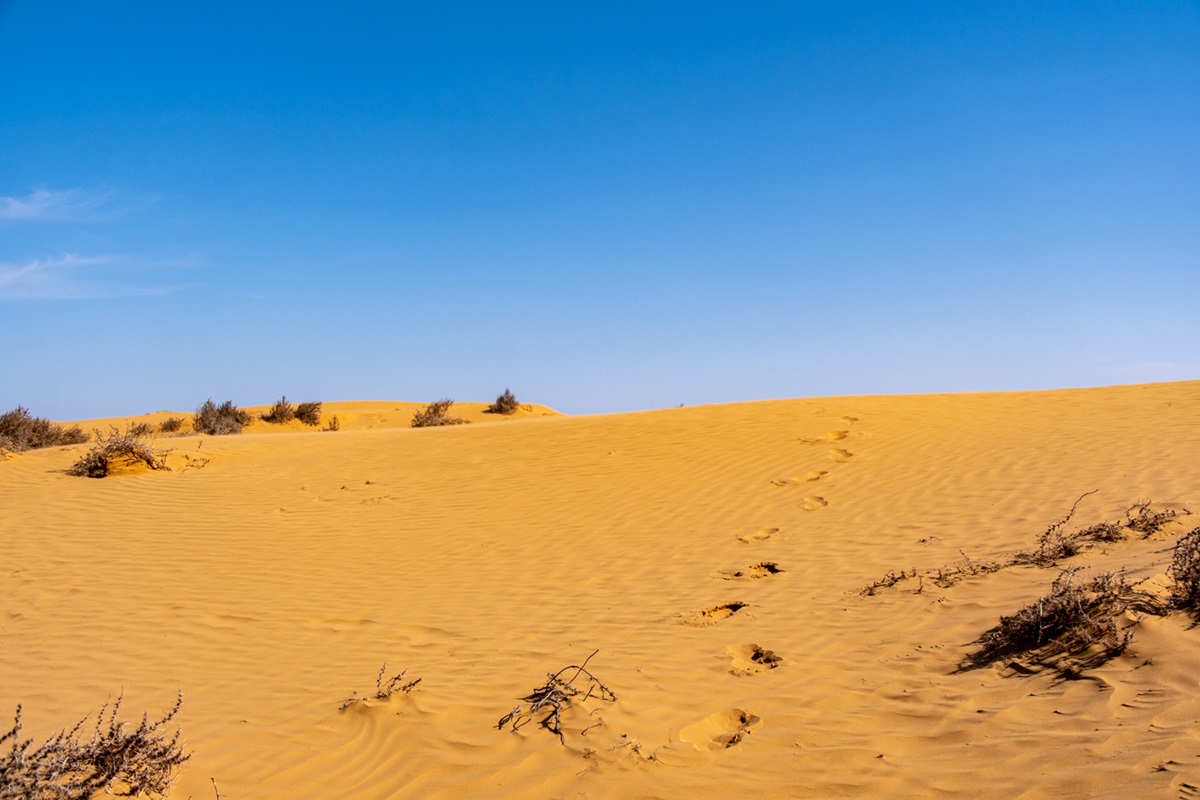 Два степных заповедника и уникальная Калмыкия (20/43)