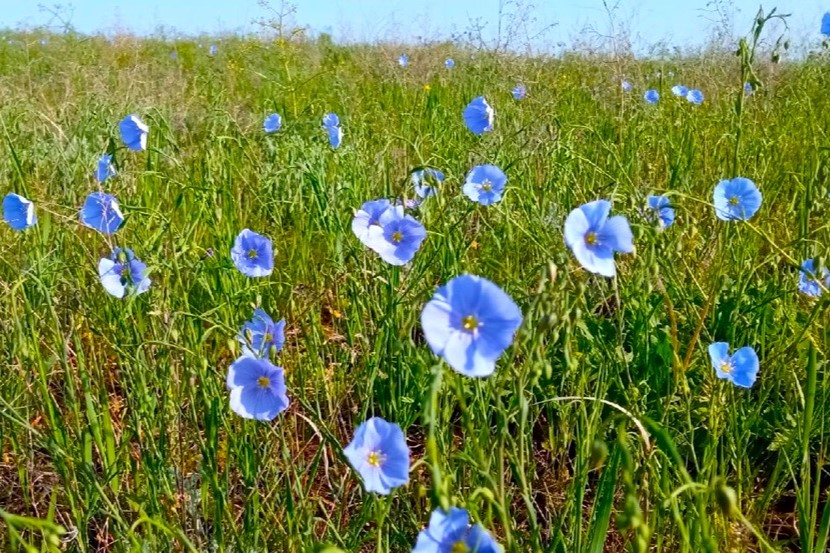 Два степных заповедника и уникальная Калмыкия (31/43)