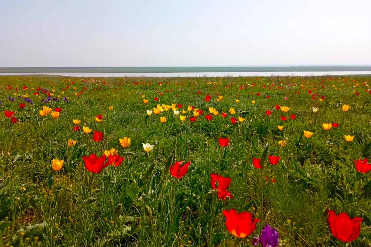 Два степных заповедника и уникальная Калмыкия (35/43)
