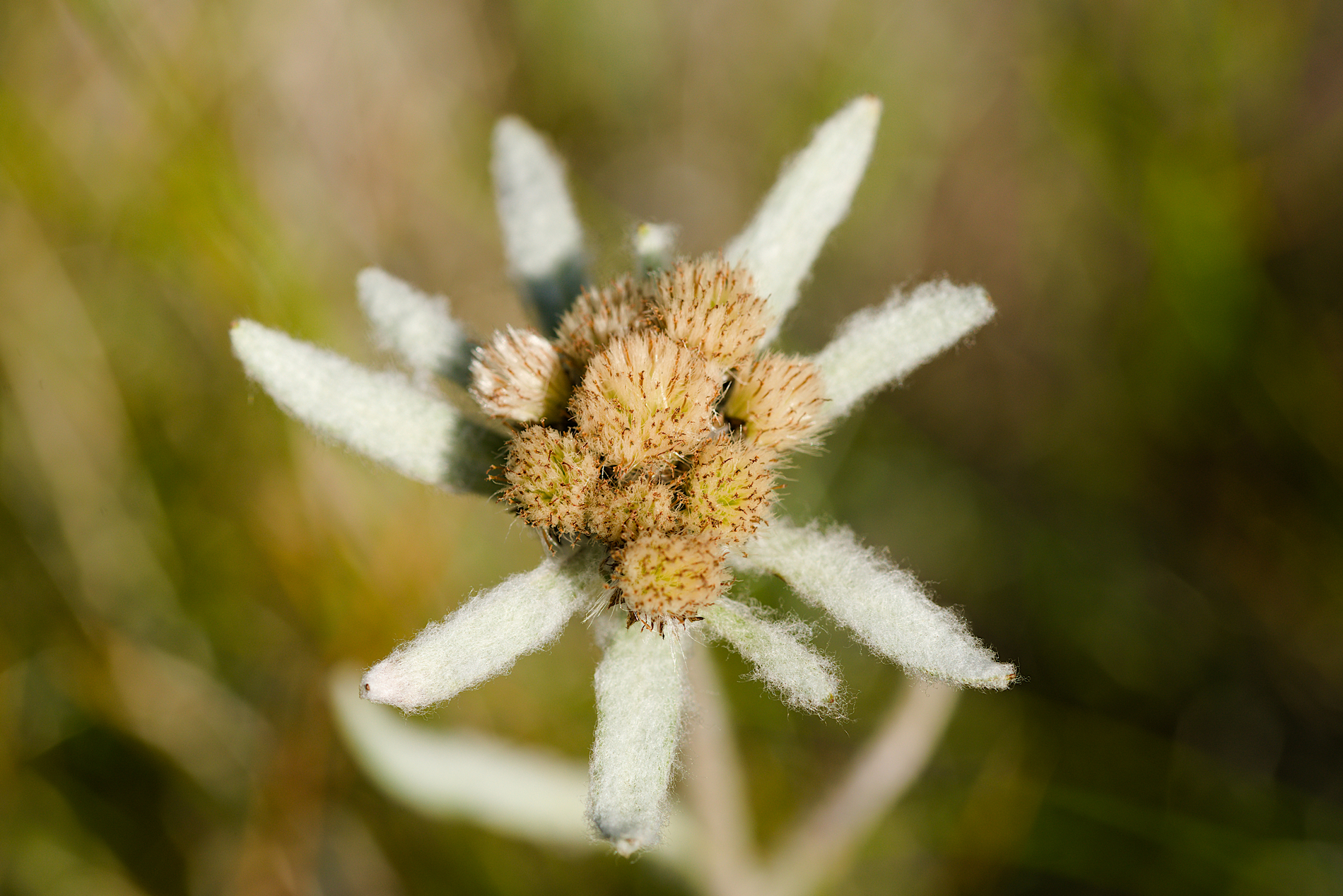5 тайн Алтая. Тур для любителей неизведанного (15/26)