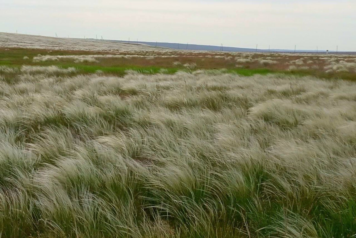 Два степных заповедника и уникальная Калмыкия (22/43)