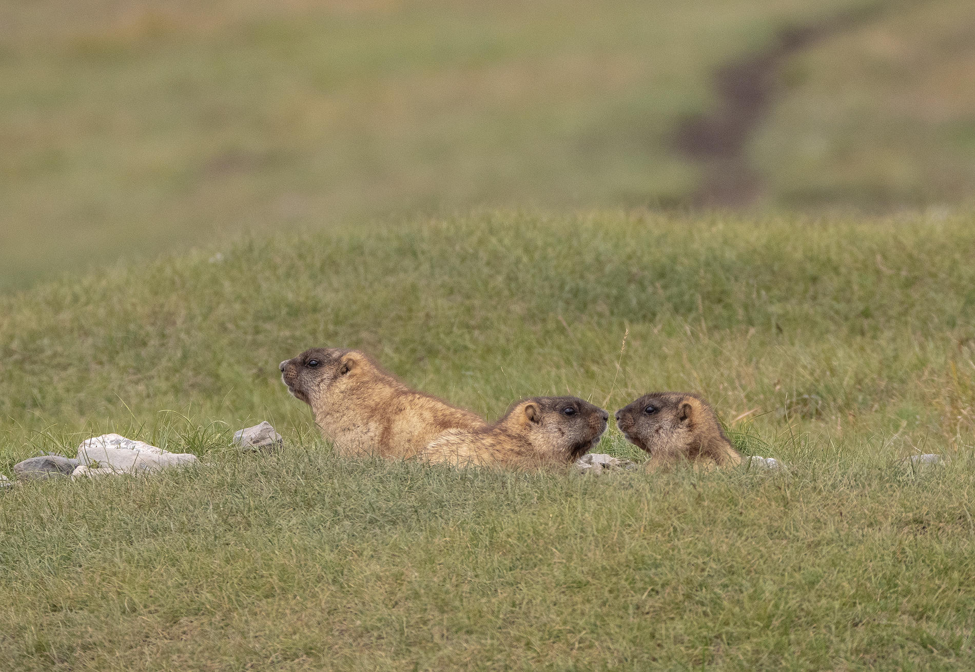На земле снежного барса. Дикий Алтай (7/39)