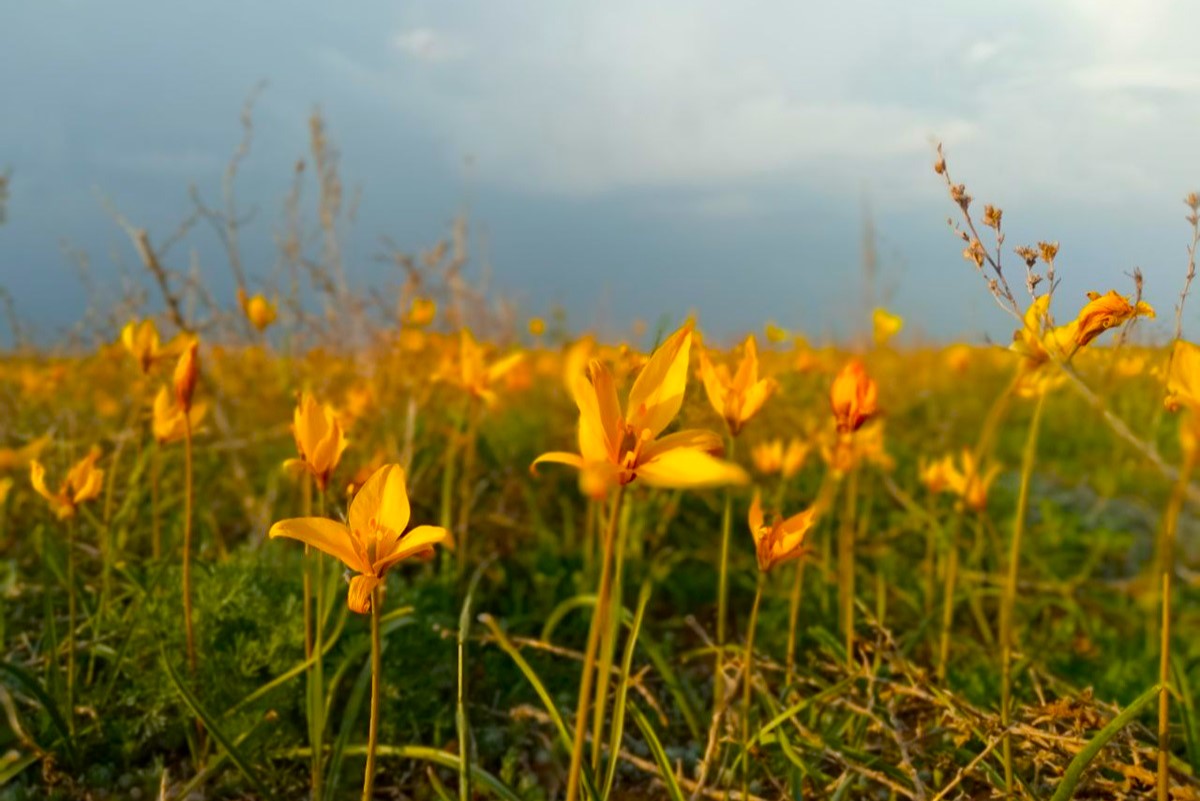 Два степных заповедника и уникальная Калмыкия (28/43)