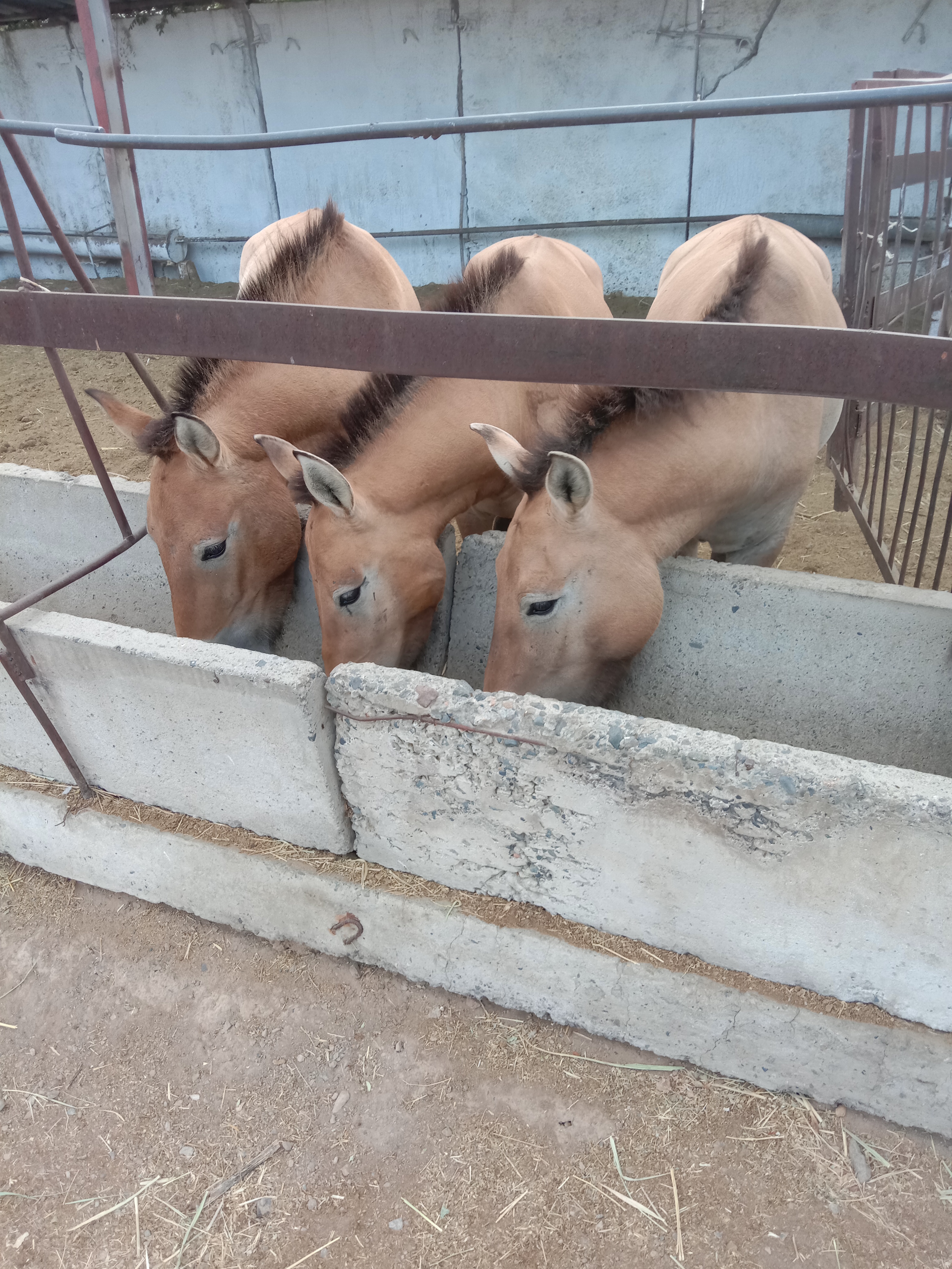Парк Алтын Эмель - Поющий Бархан, горы Актау и Катутау - все включено (12/18)