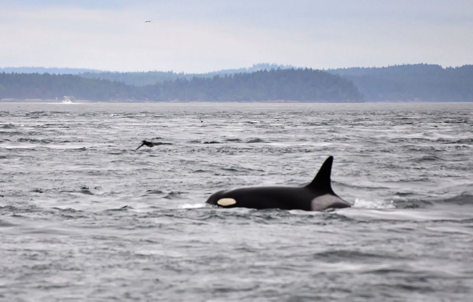 Киты. Поиск морских гигантов и невероятная Териберка (4/17)