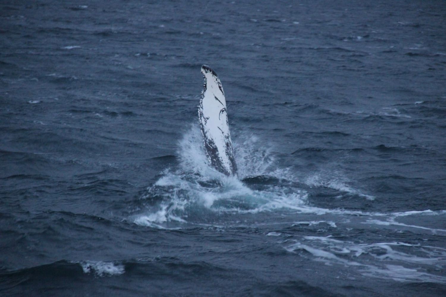 Киты. Поиск морских гигантов и невероятная Териберка (6/17)