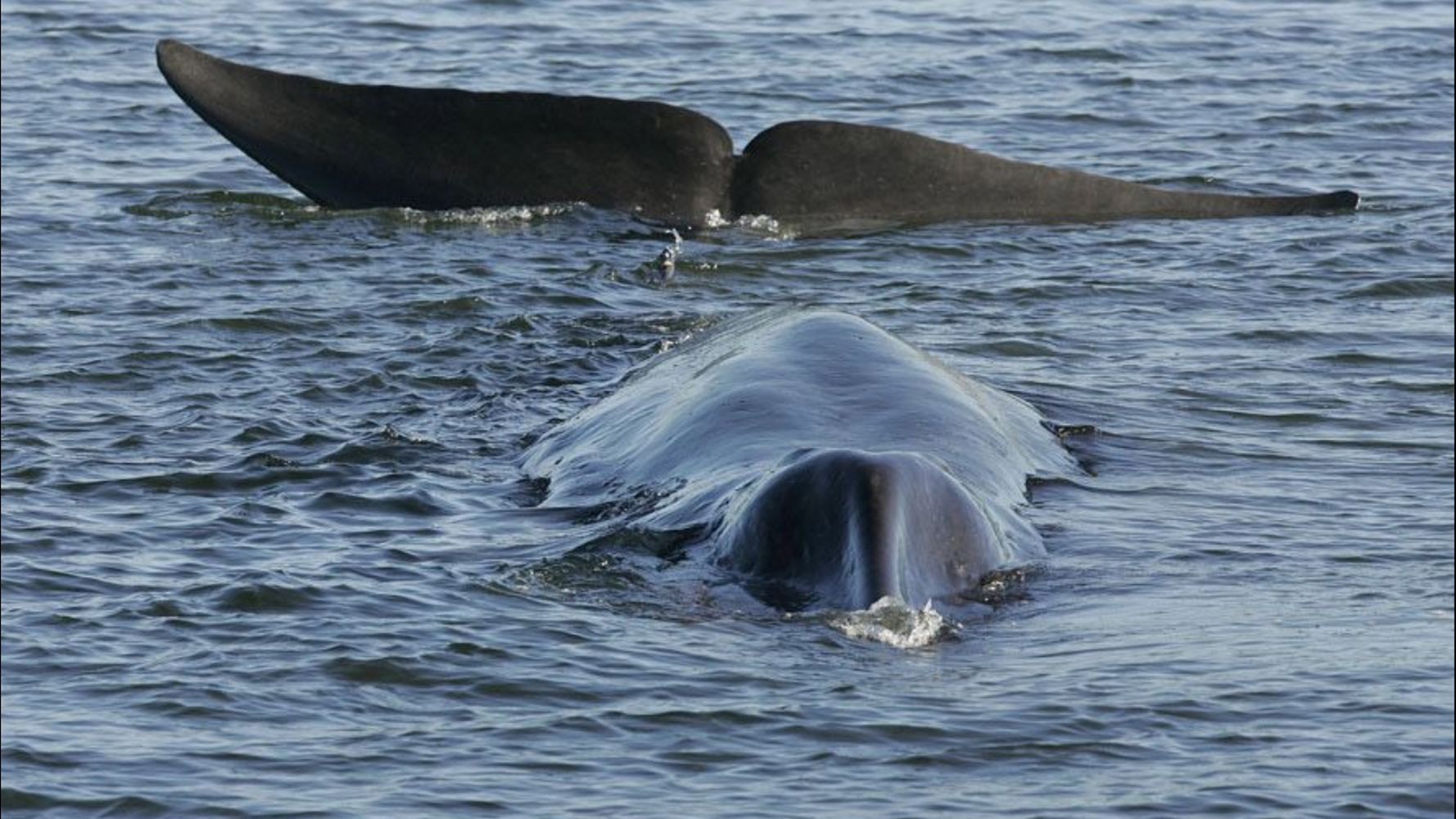 Киты. Поиск морских гигантов и невероятная Териберка (13/17)