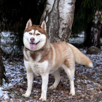 Мультитур Берегами Волги с проживанием в домиках Старица, Тверская область (32/34)