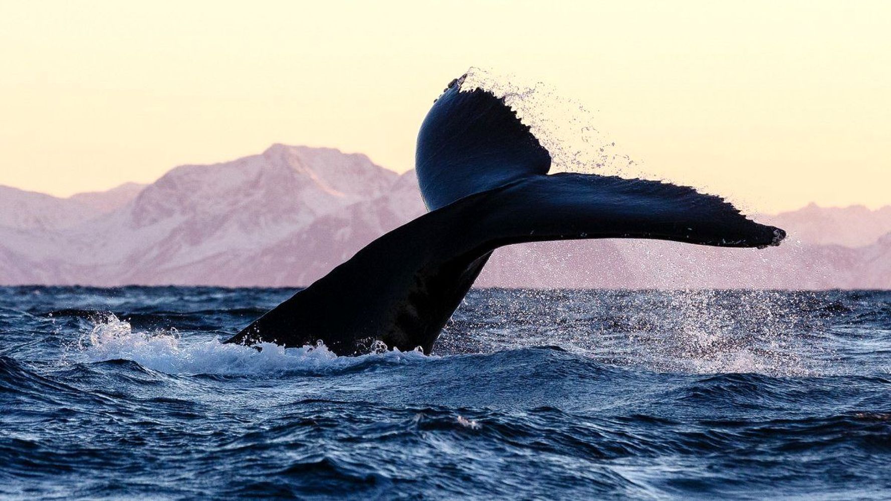 Киты. Поиск морских гигантов и невероятная Териберка (14/17)