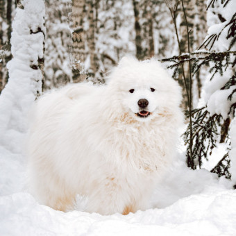 Мультитур Берегами Волги с проживанием в домиках Старица, Тверская область (24/34)