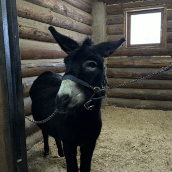 Мультитур Берегами Волги с проживанием в домиках Старица, Тверская область (27/34)