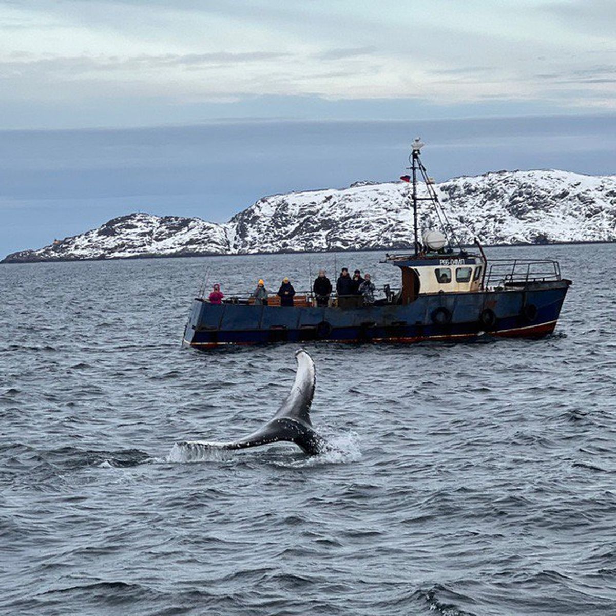 Киты. Поиск морских гигантов и невероятная Териберка (15/17)