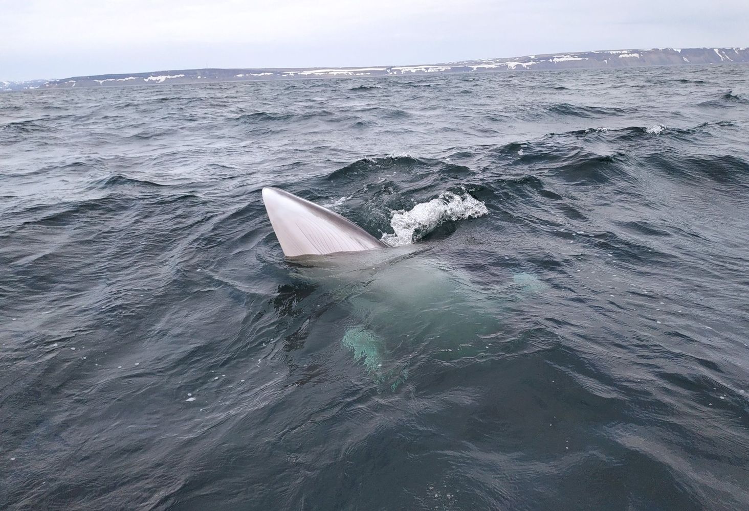 Киты. Поиск морских гигантов и невероятная Териберка (11/17)