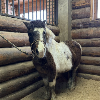 Мультитур Берегами Волги с проживанием в домиках Старица, Тверская область (16/34)
