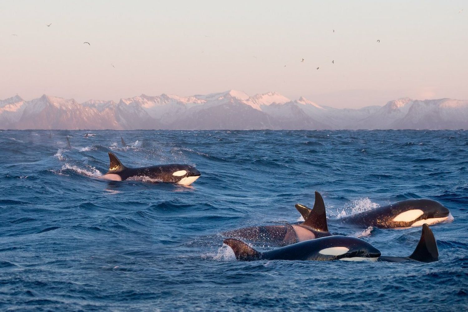Киты. Поиск морских гигантов и невероятная Териберка (9/17)