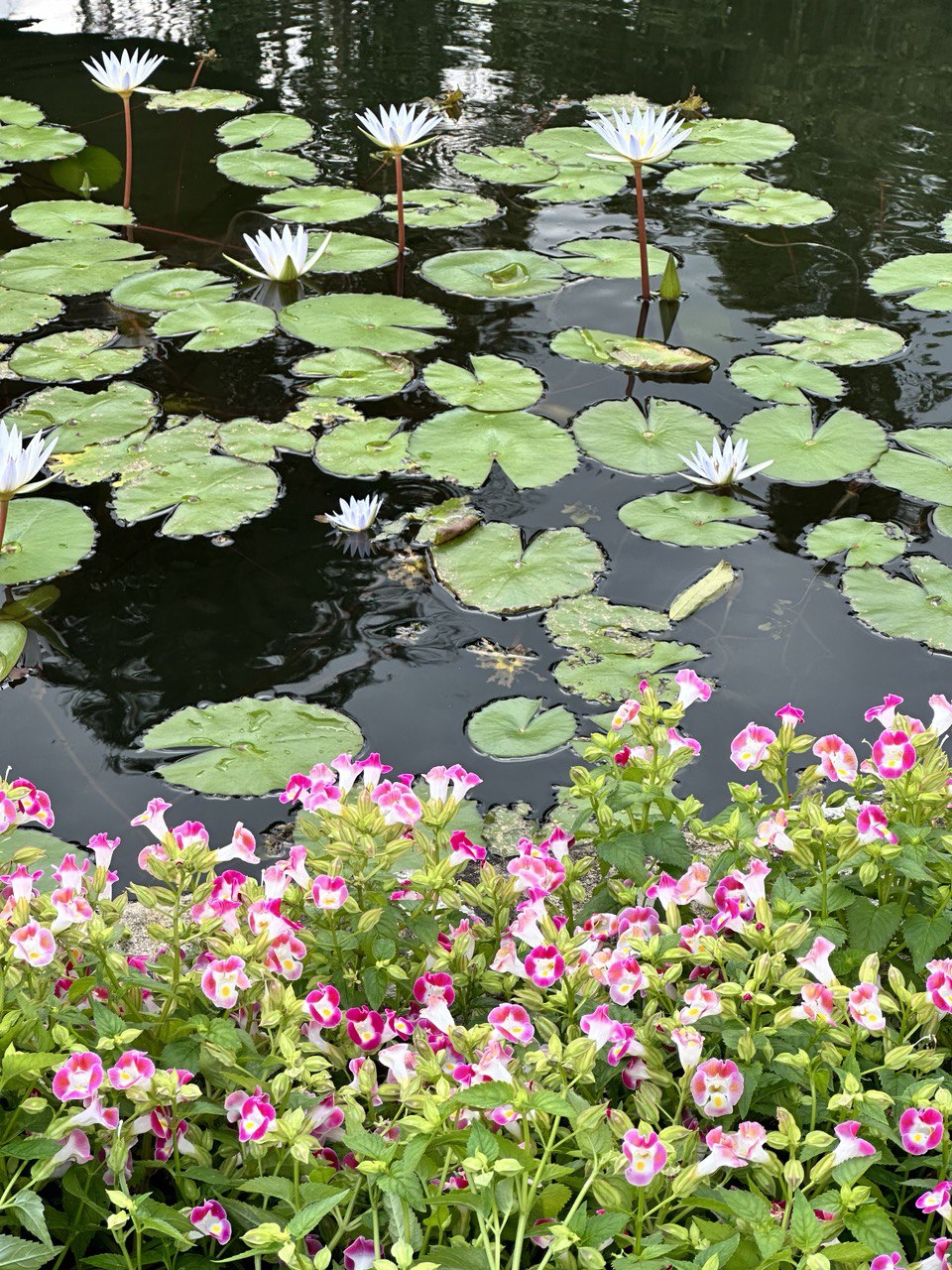 Новогодние Чудеса Цейлона И Личное Самадхи (2/34)