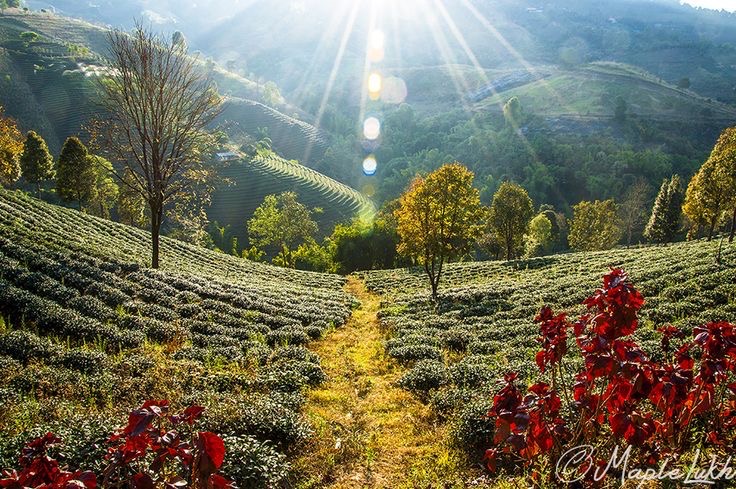 Большое путешествие по Таиланду (12/36)