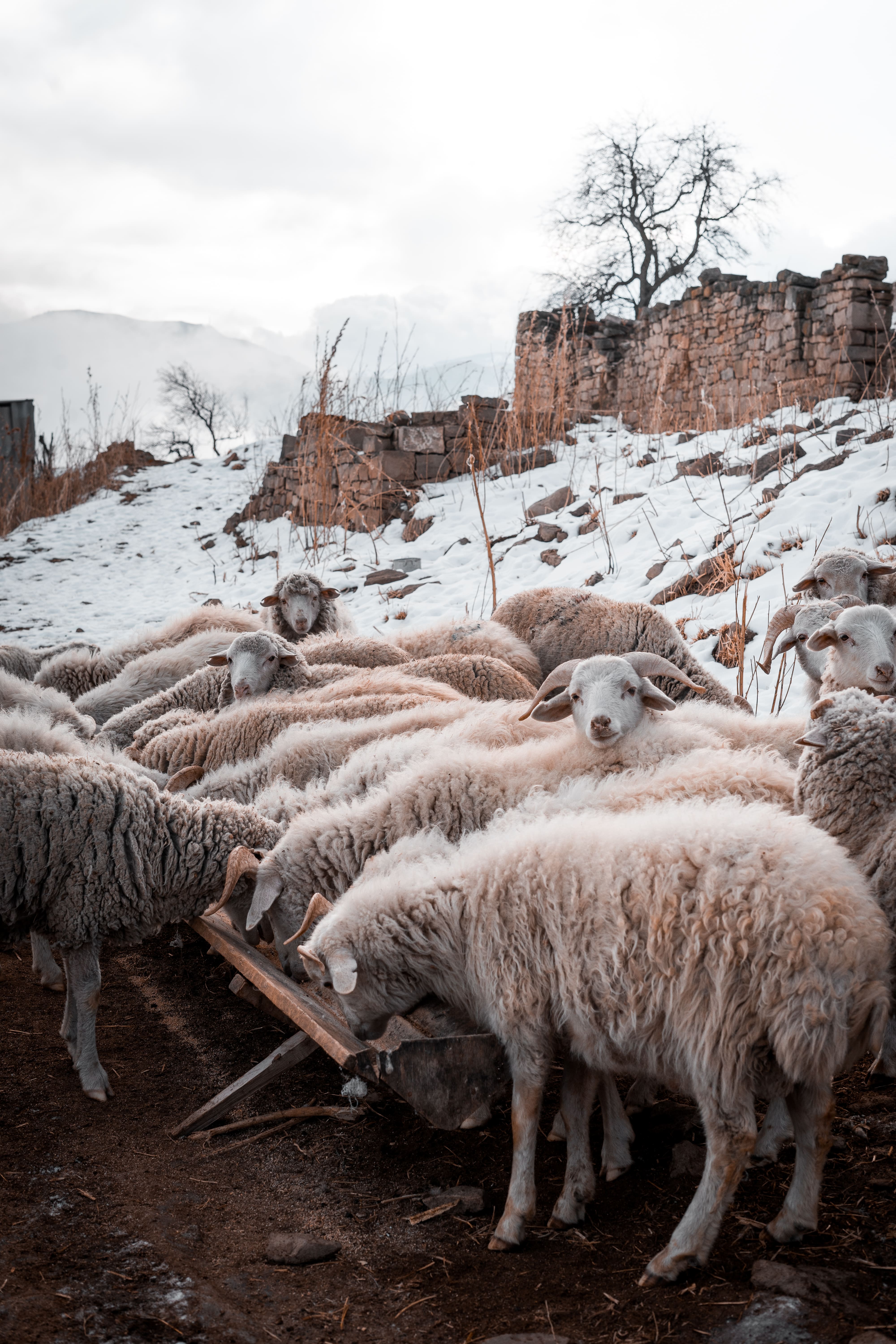 Зимний Дагестан 4 дня всё включено (24/28)