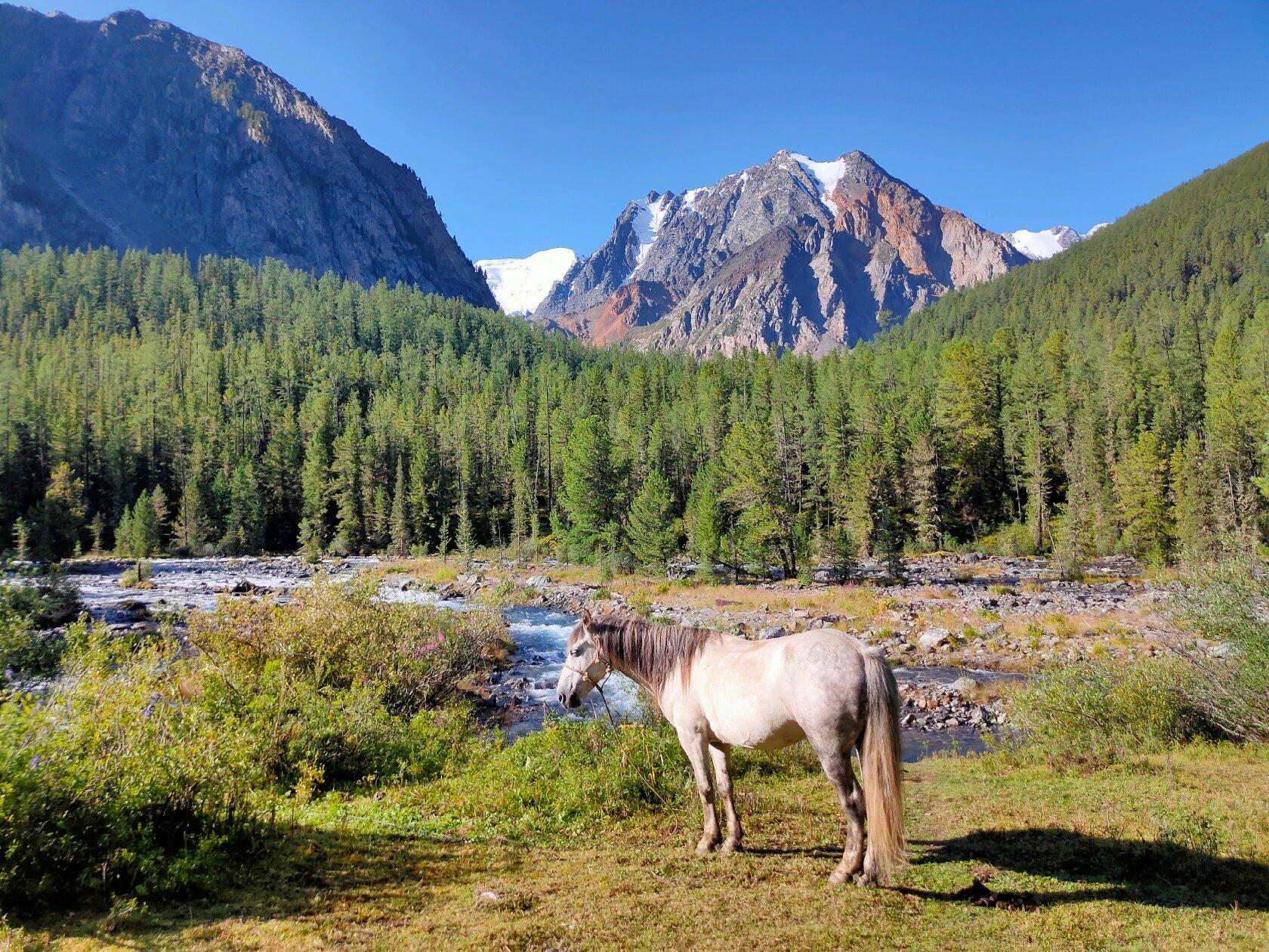 Шавлинское зазеркалье, пеший поход с вьючными лошадьми. (54/76)
