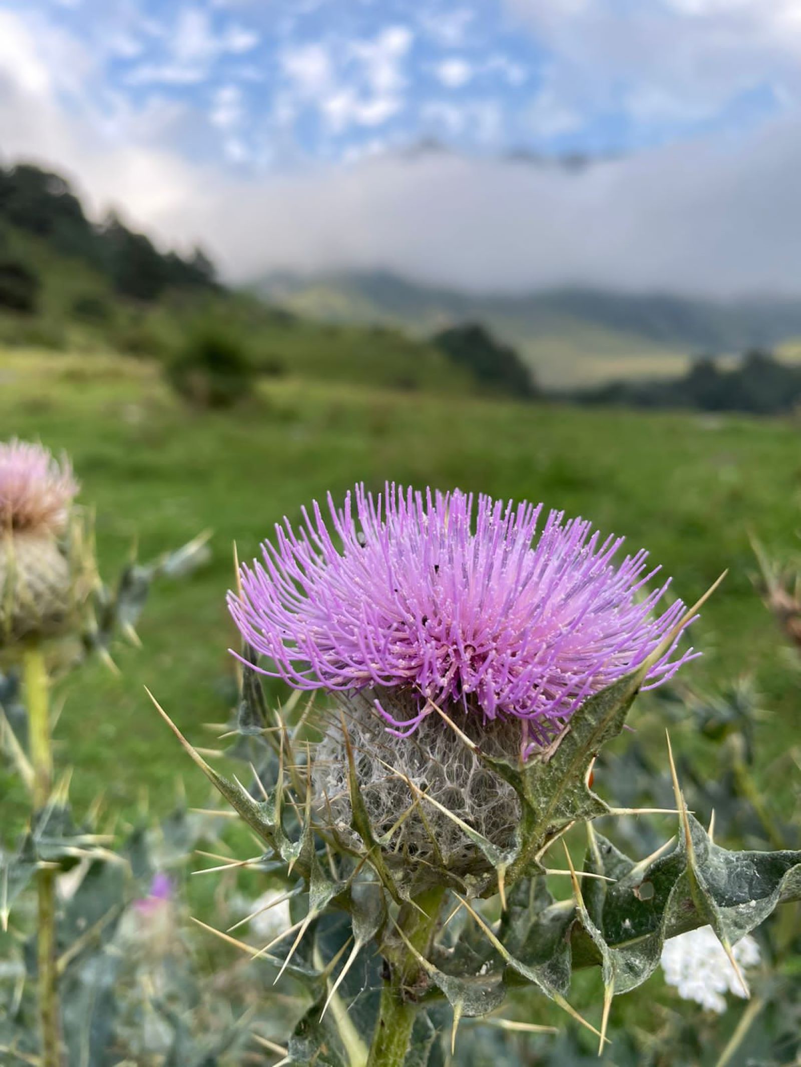 Джип тур в Домбай в мини группе (2/9)