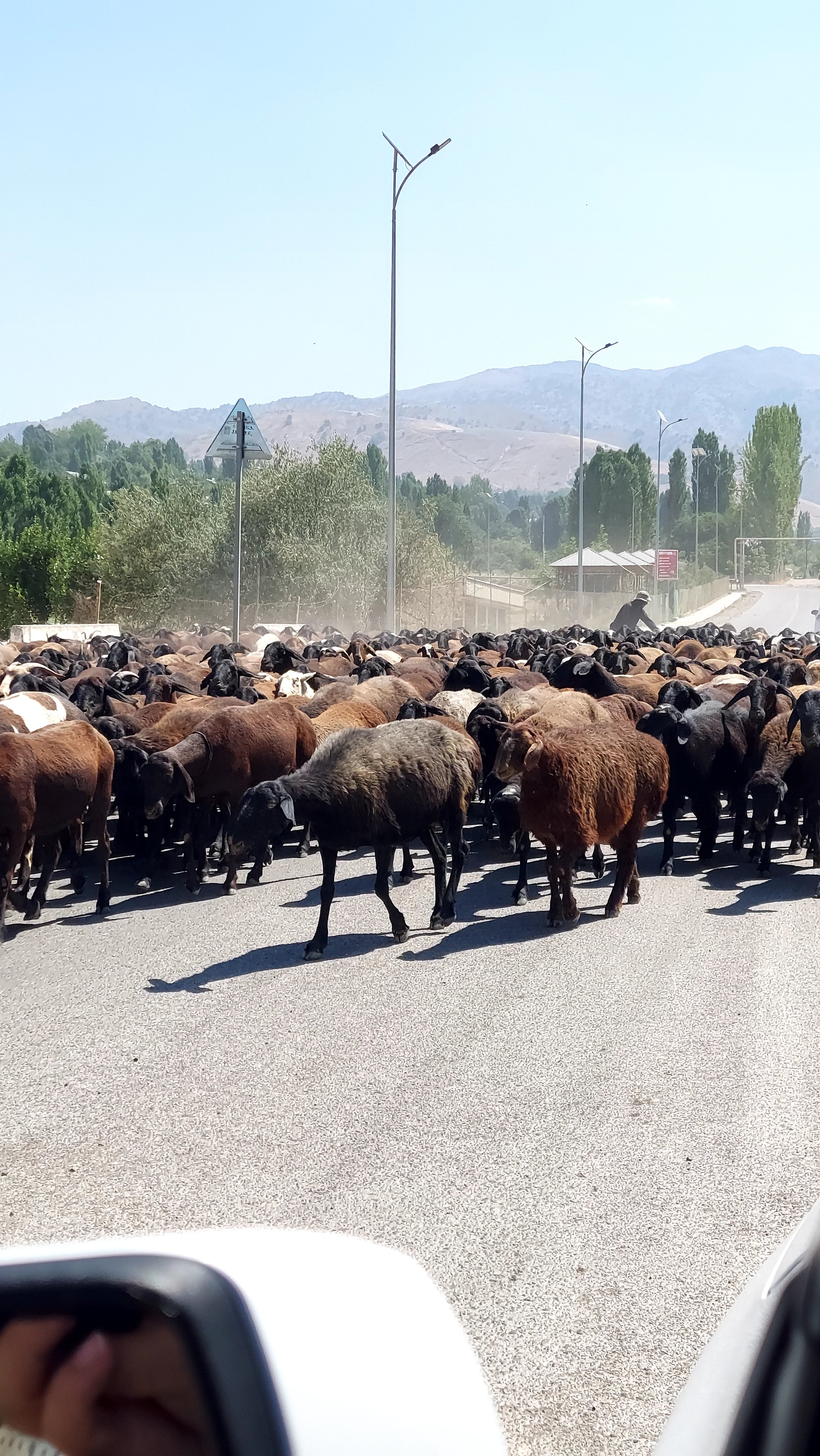 Паркентская радуга: от солнечных комплексов до виноградников (10/15)