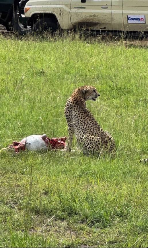 Бюджетный тур в Кению на 5 дней с подбором авиабилетов (7/20)