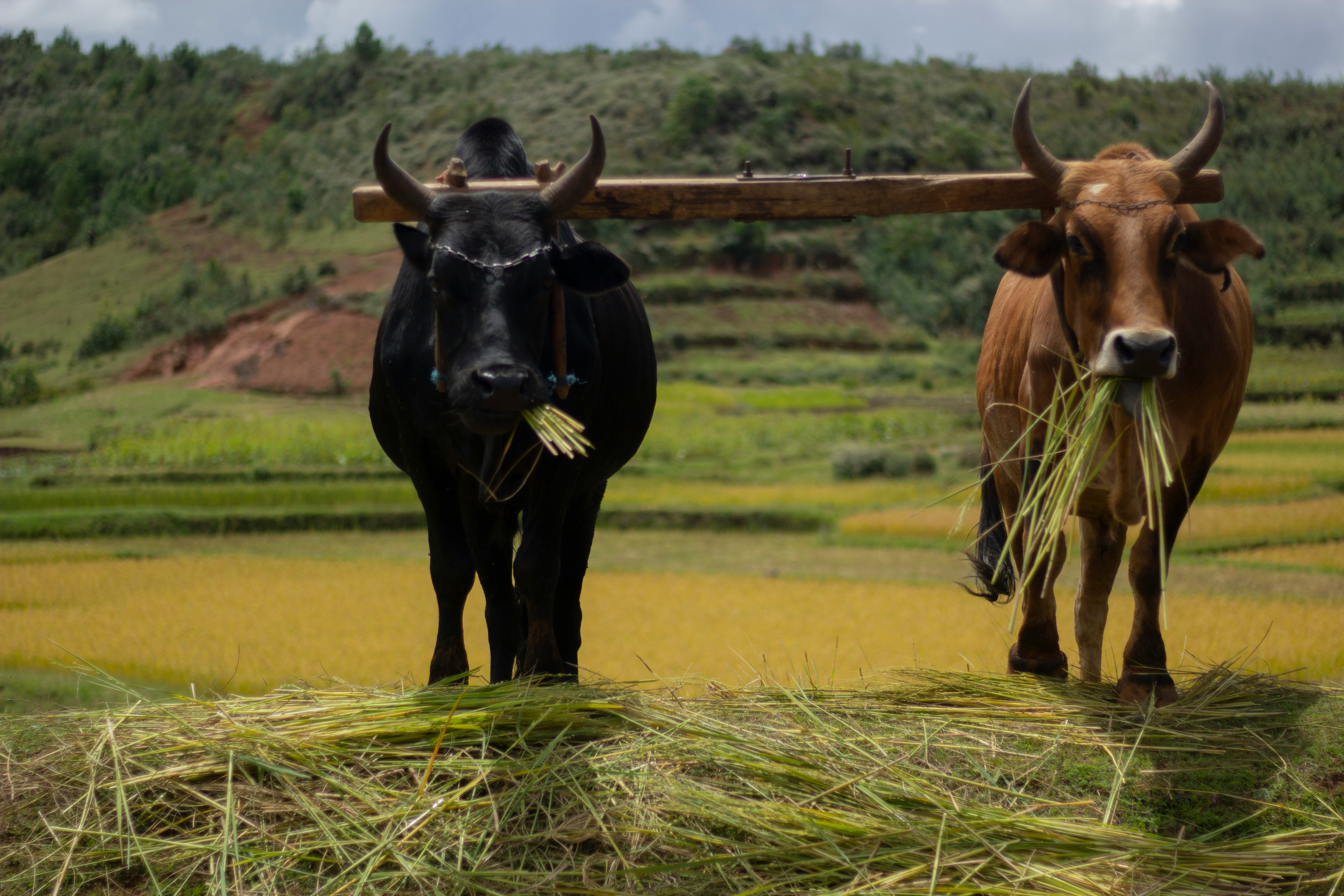 Мадагаскар. Приключения на острове лемуров и баобабов. (8/9)