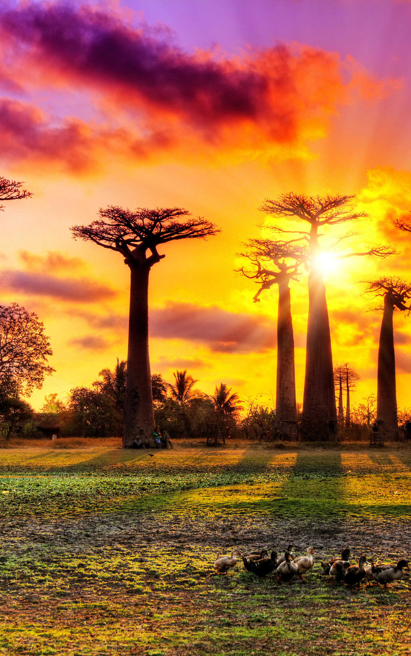 Мадагаскар. Приключения на острове лемуров и баобабов. (7/9)