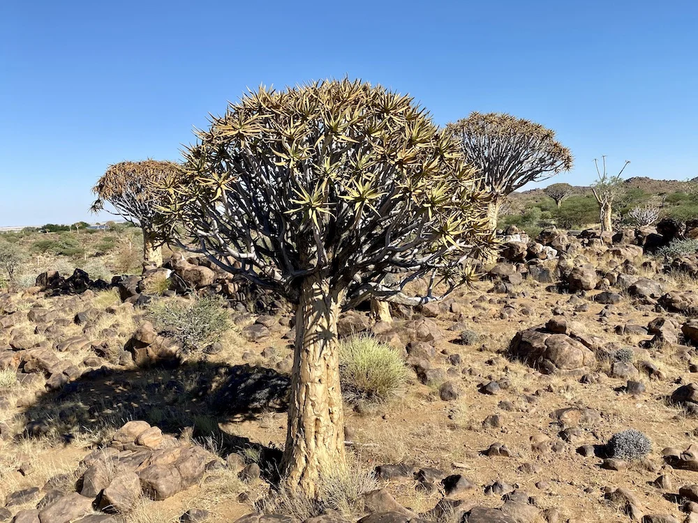 Идеальный тур по Намибии: пустыни, океан, животные