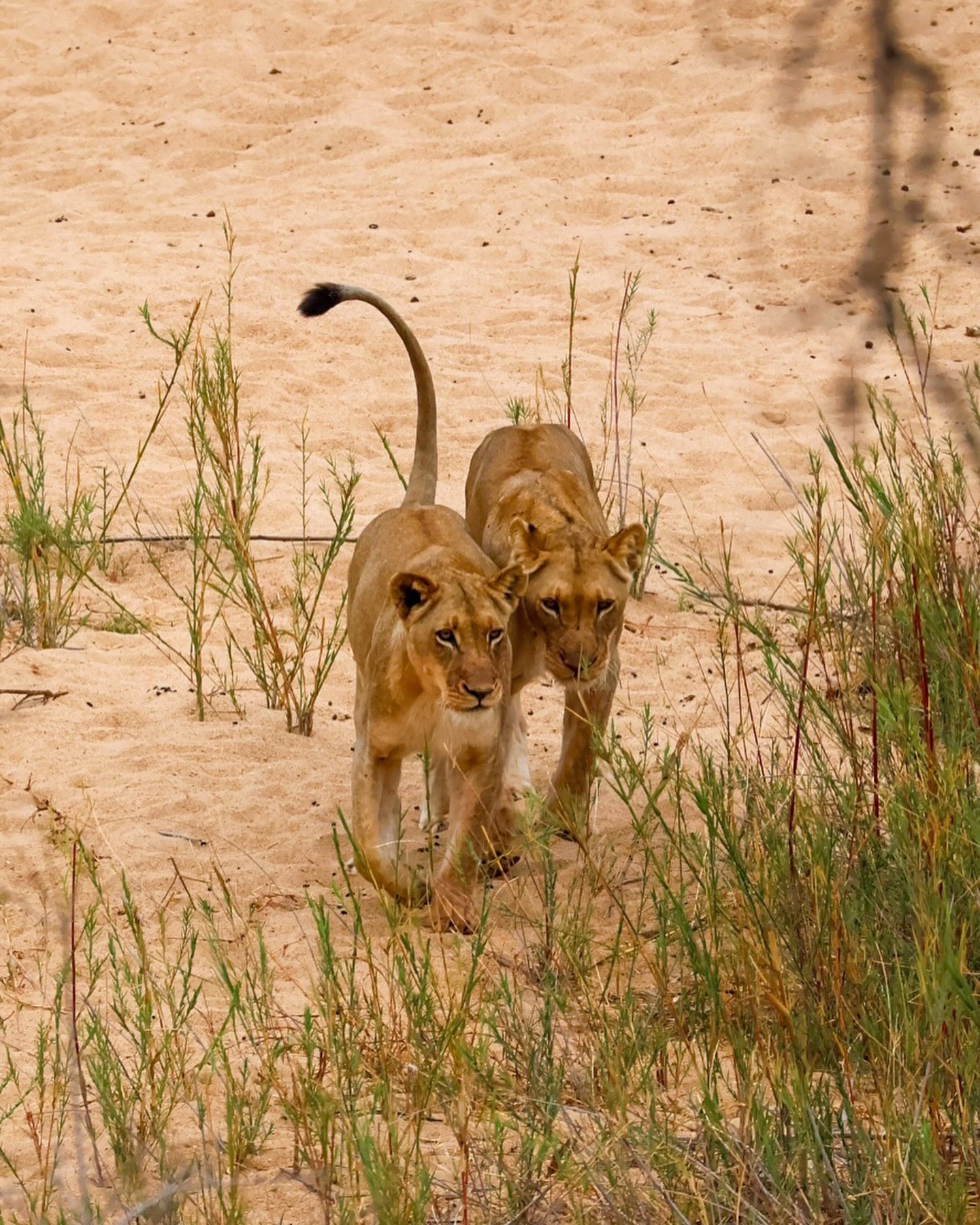 Киты в Юар - продуманный тур с авиабилетами без хаоса и рисков (12/42)