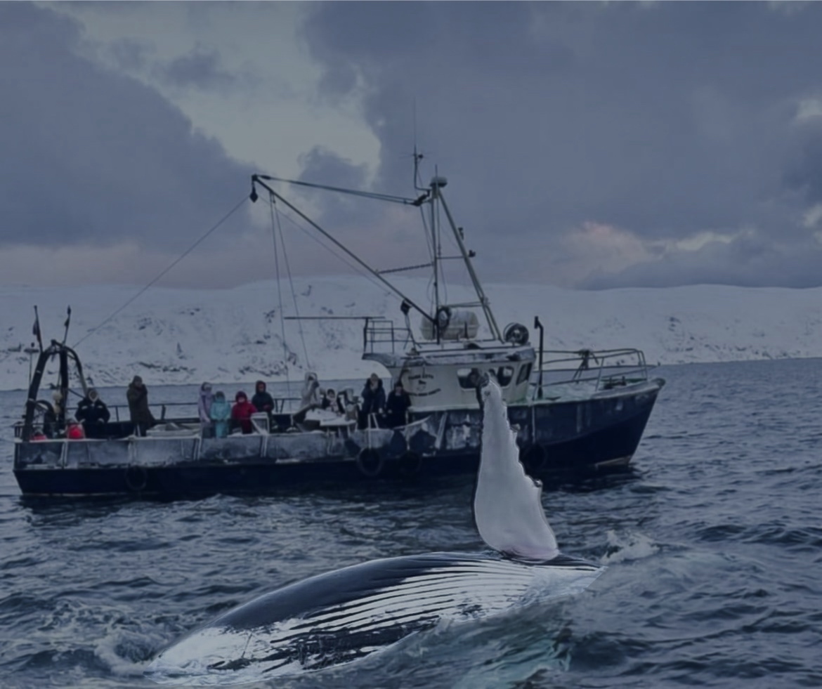 Морское приключение : в поисках морских жителей