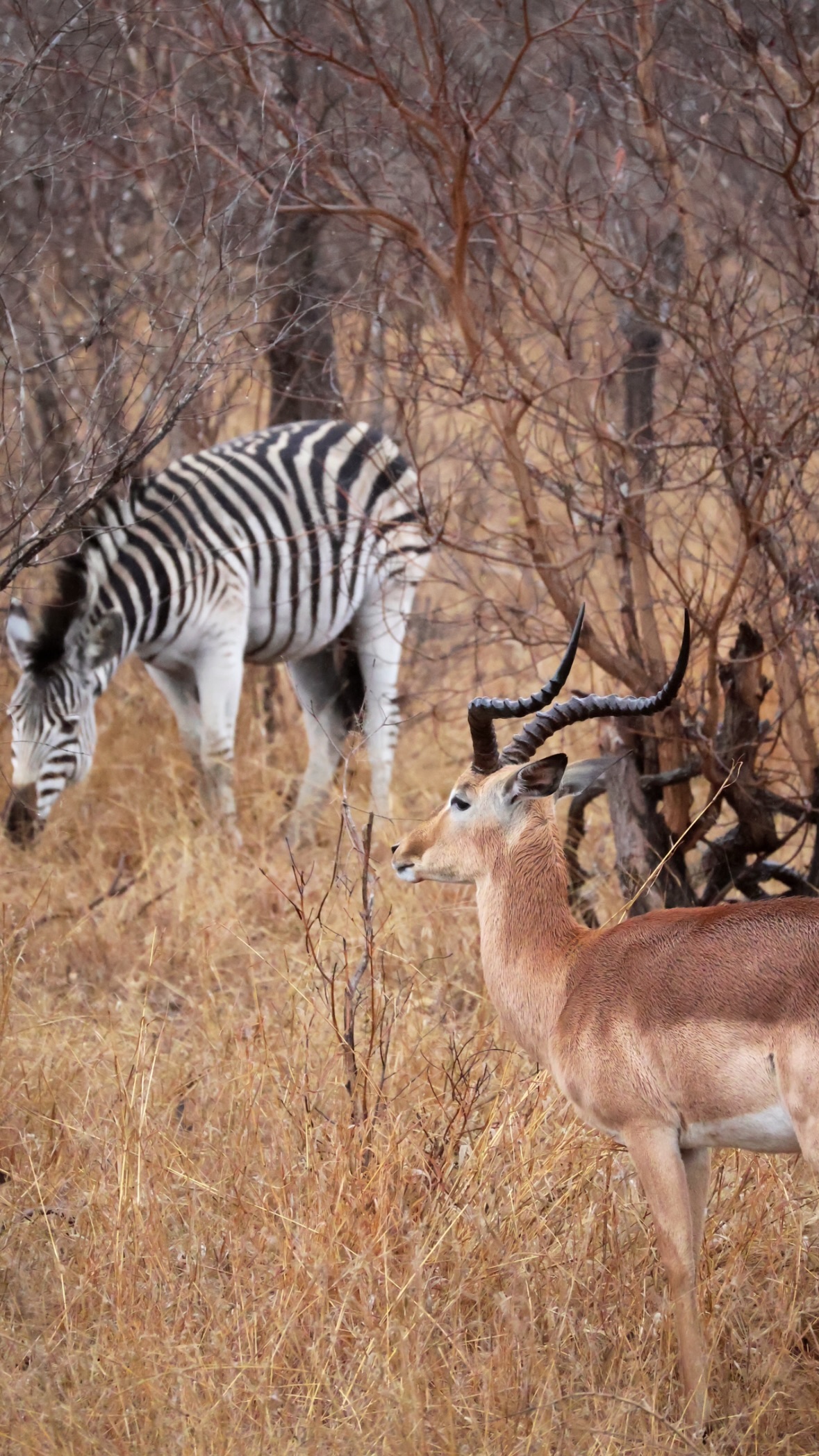 Киты в Юар - продуманный тур с авиабилетами без хаоса и рисков (13/42)
