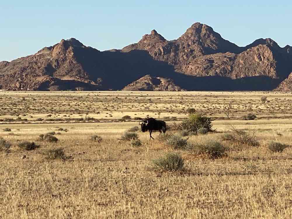 Идеальный тур по Намибии: пустыни, океан, животные