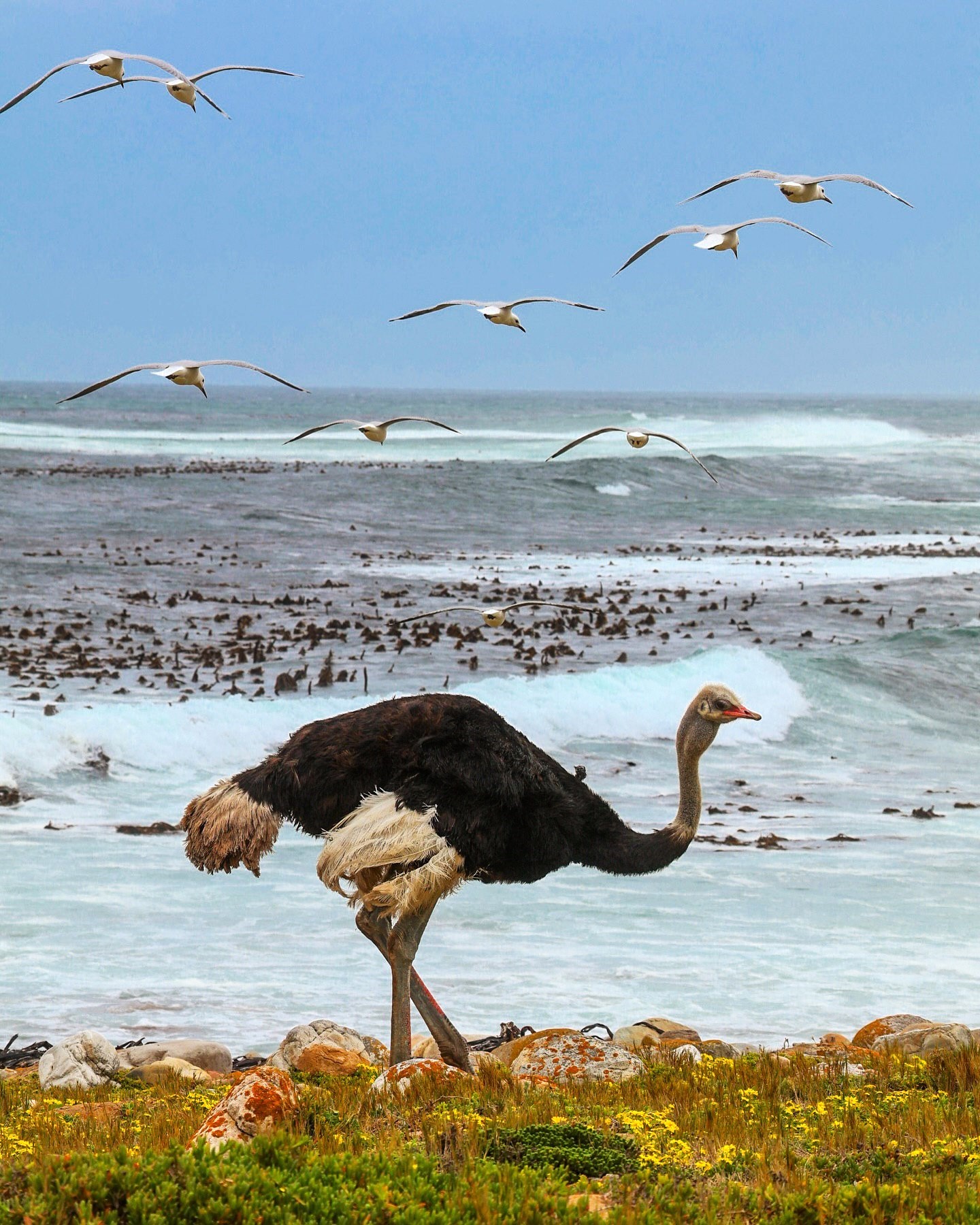 Водопад Виктория, Юар и сафари в Ботсване - тур по 4 странам (7/36)