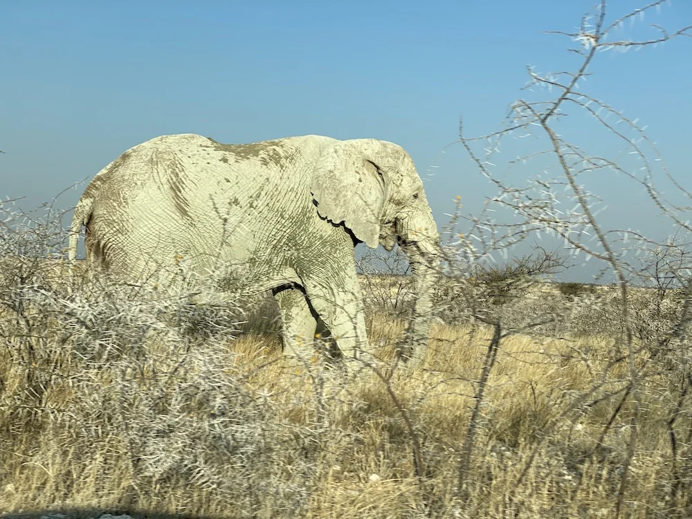 Идеальный тур по Намибии: пустыни, океан, животные