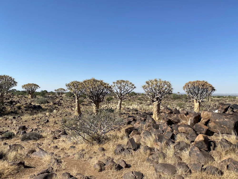 Идеальный тур по Намибии: пустыни, океан, животные