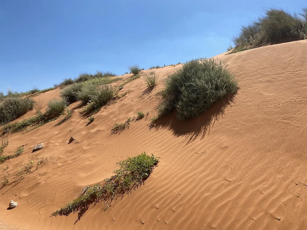 Идеальный тур по Намибии: пустыни, океан, животные