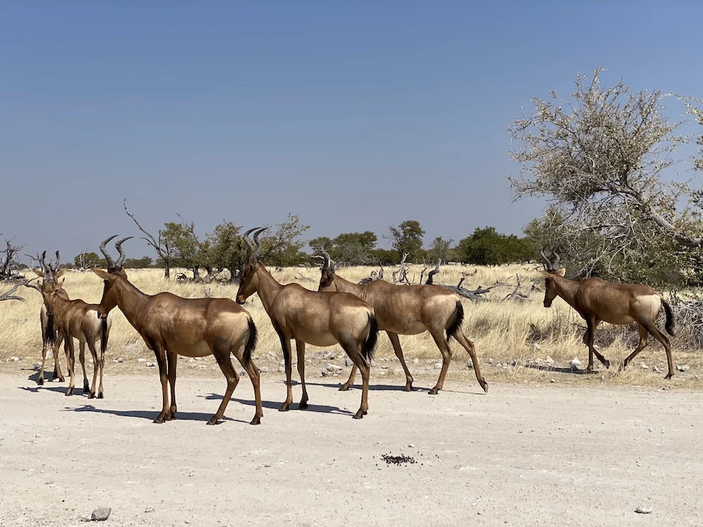Идеальный тур по Намибии: пустыни, океан, животные