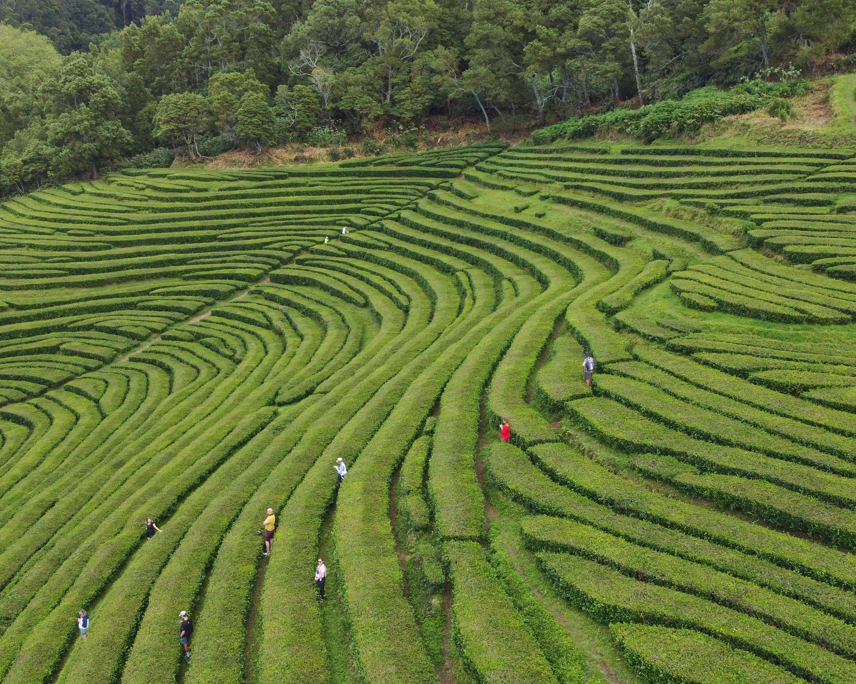 Азорские острова: природа и океан (6/38)